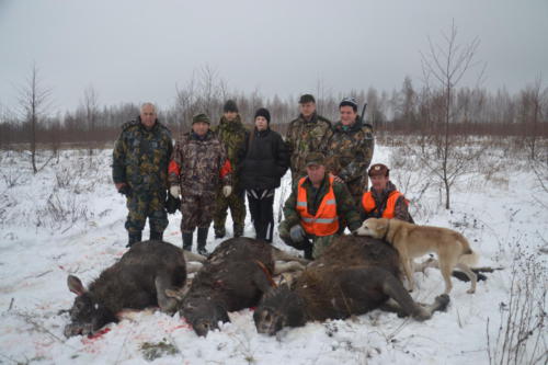 Загонная охота и охота с вышки в Тверской области